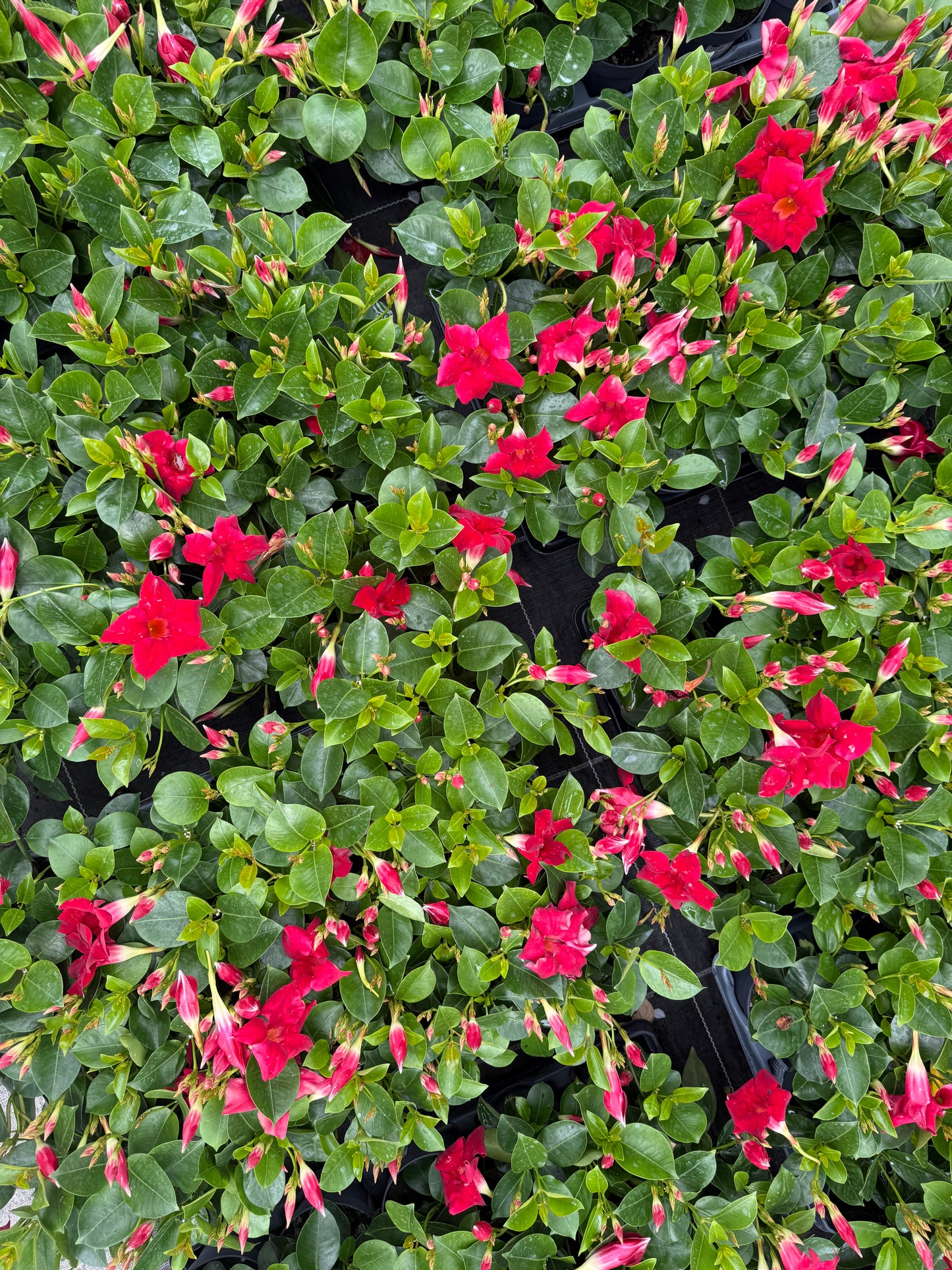 Dipladenia Rosie
