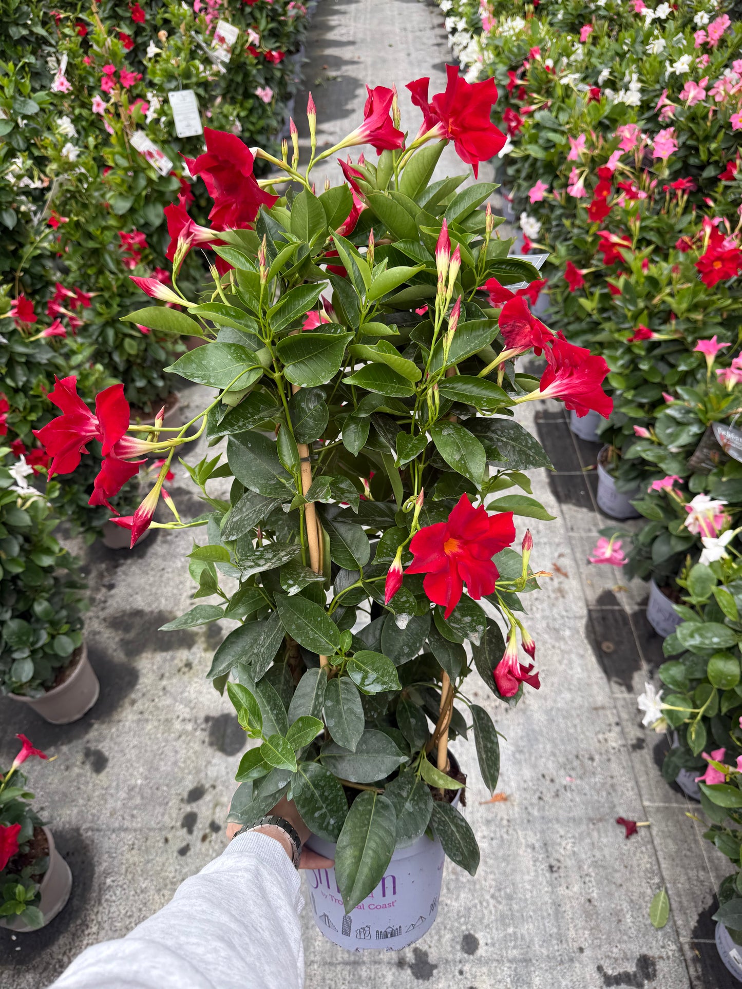 Copac Dipladenia Rosie