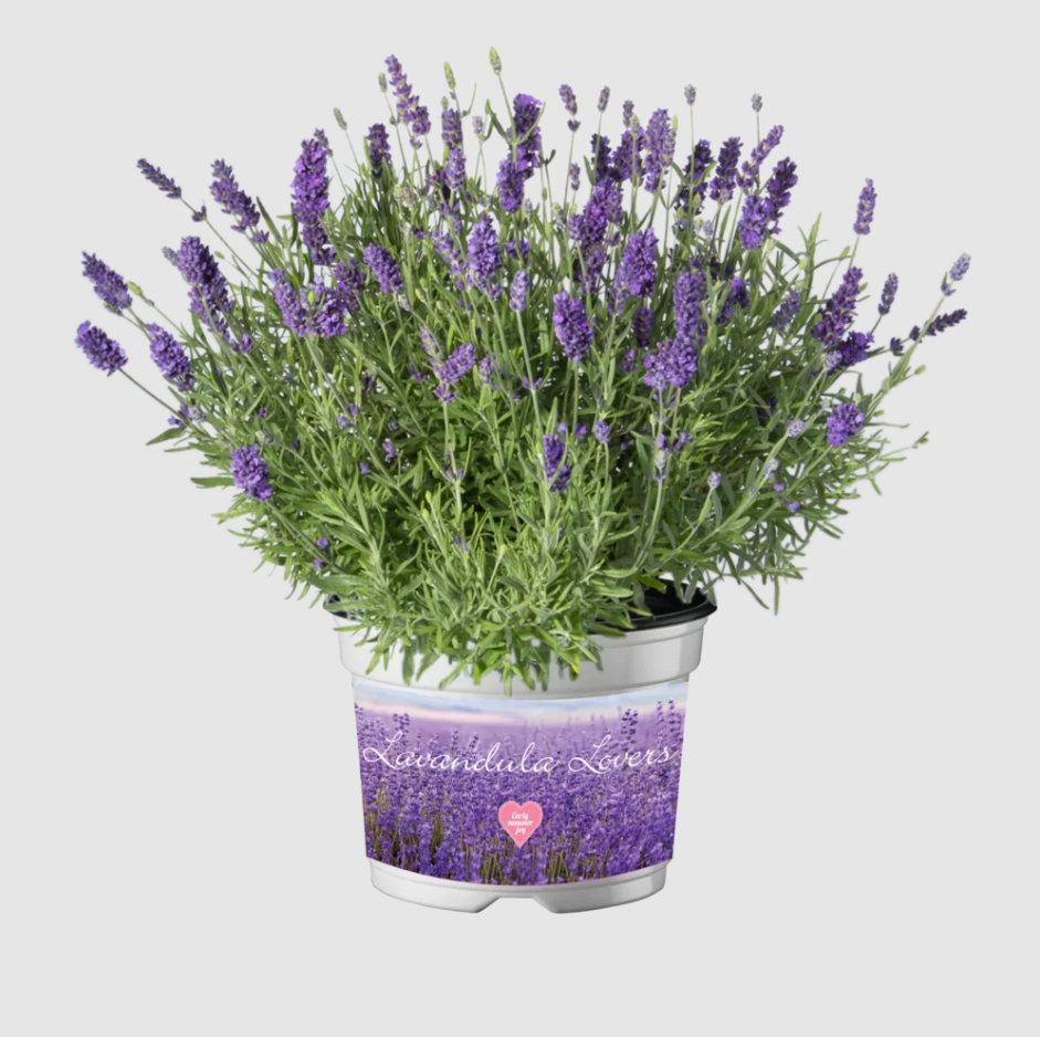 Lavanda Mov