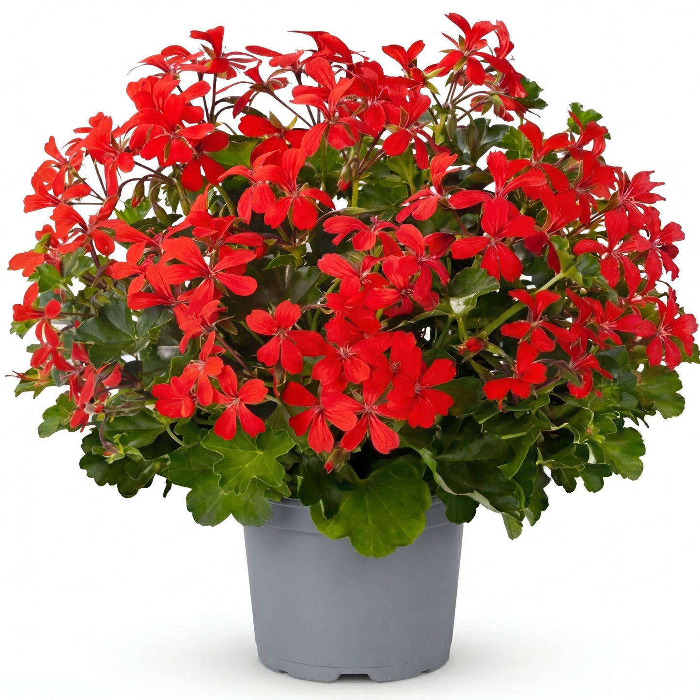 Muscate Tiroleze Rosii