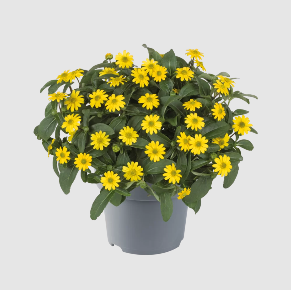 Bidens Sun Vitalia