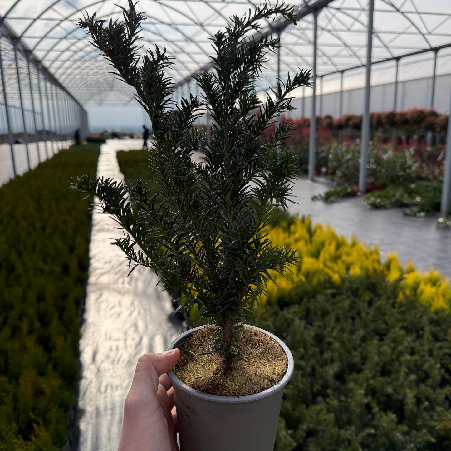 Taxus baccata Repandens 1,5L