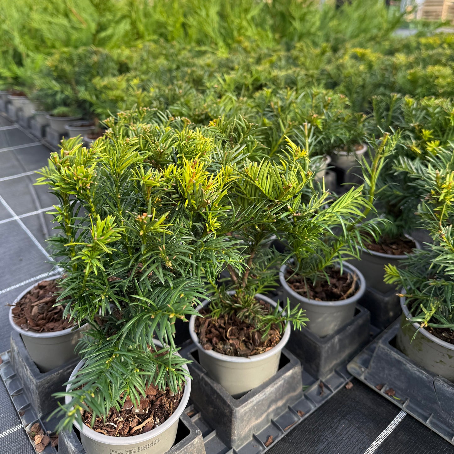 Taxus Baccata Repandens 1L