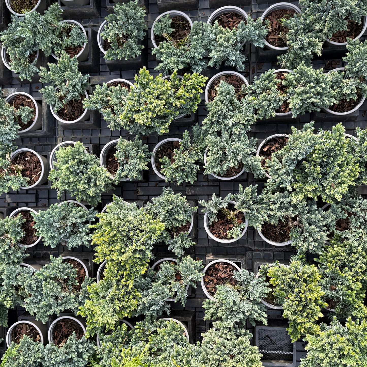 Ienupar Argintiu Blue Alps 1L