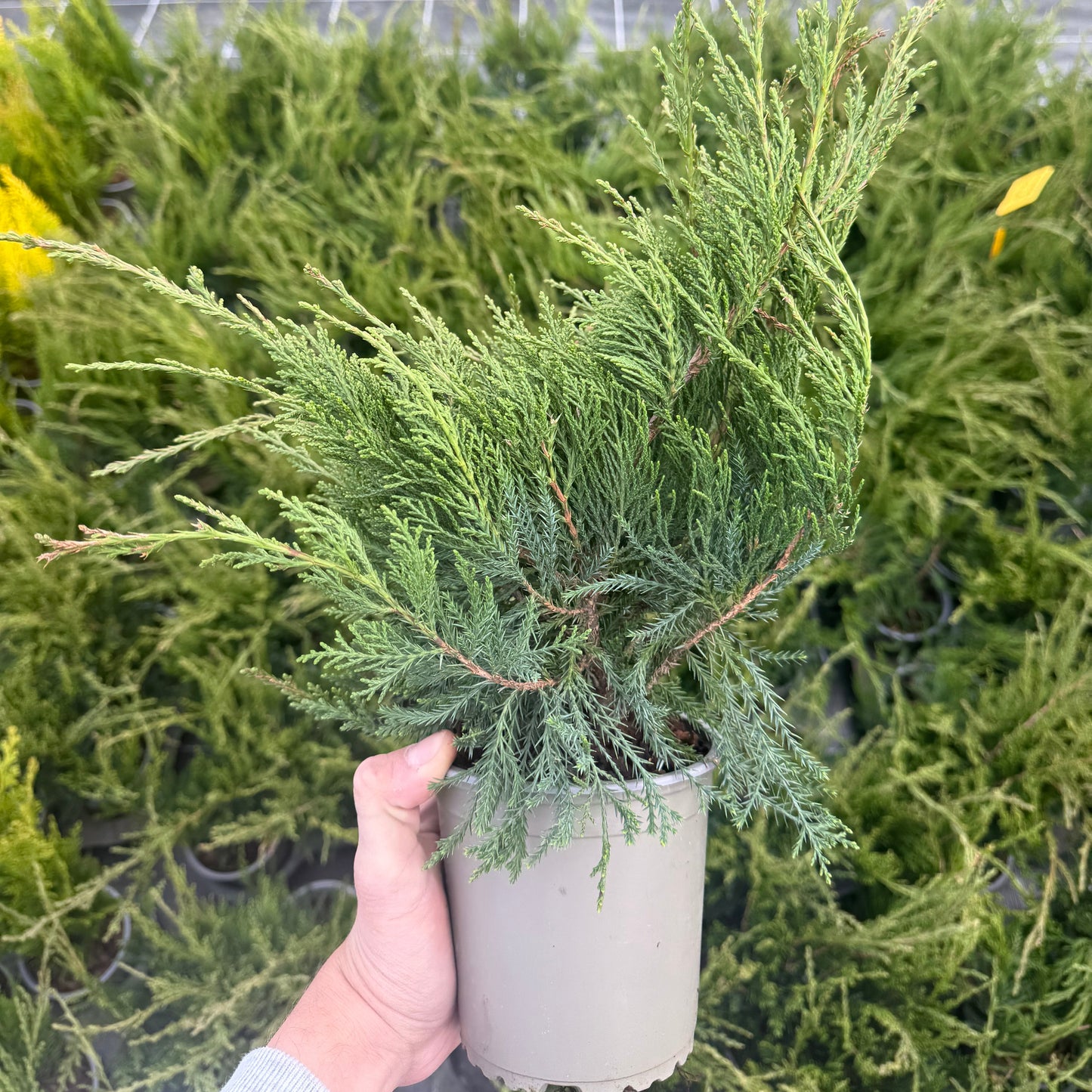 Juniperus Mint Julep 1,5L