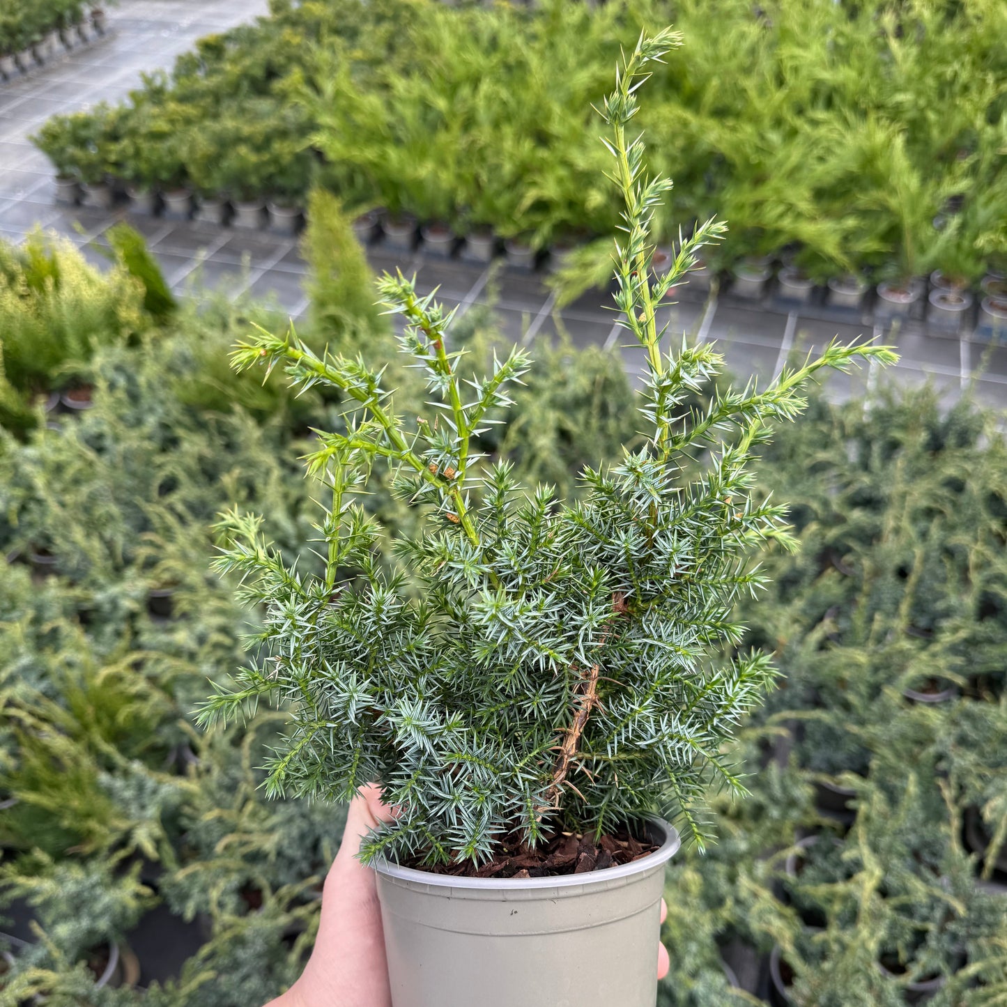 Juniperus Blue Alps 1,5L