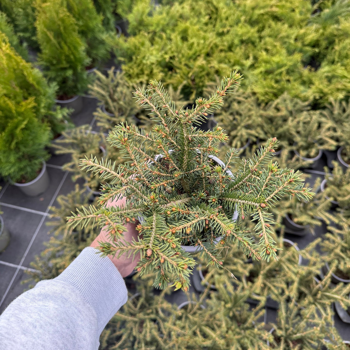 Picea Abies Nidiformis 1,5L