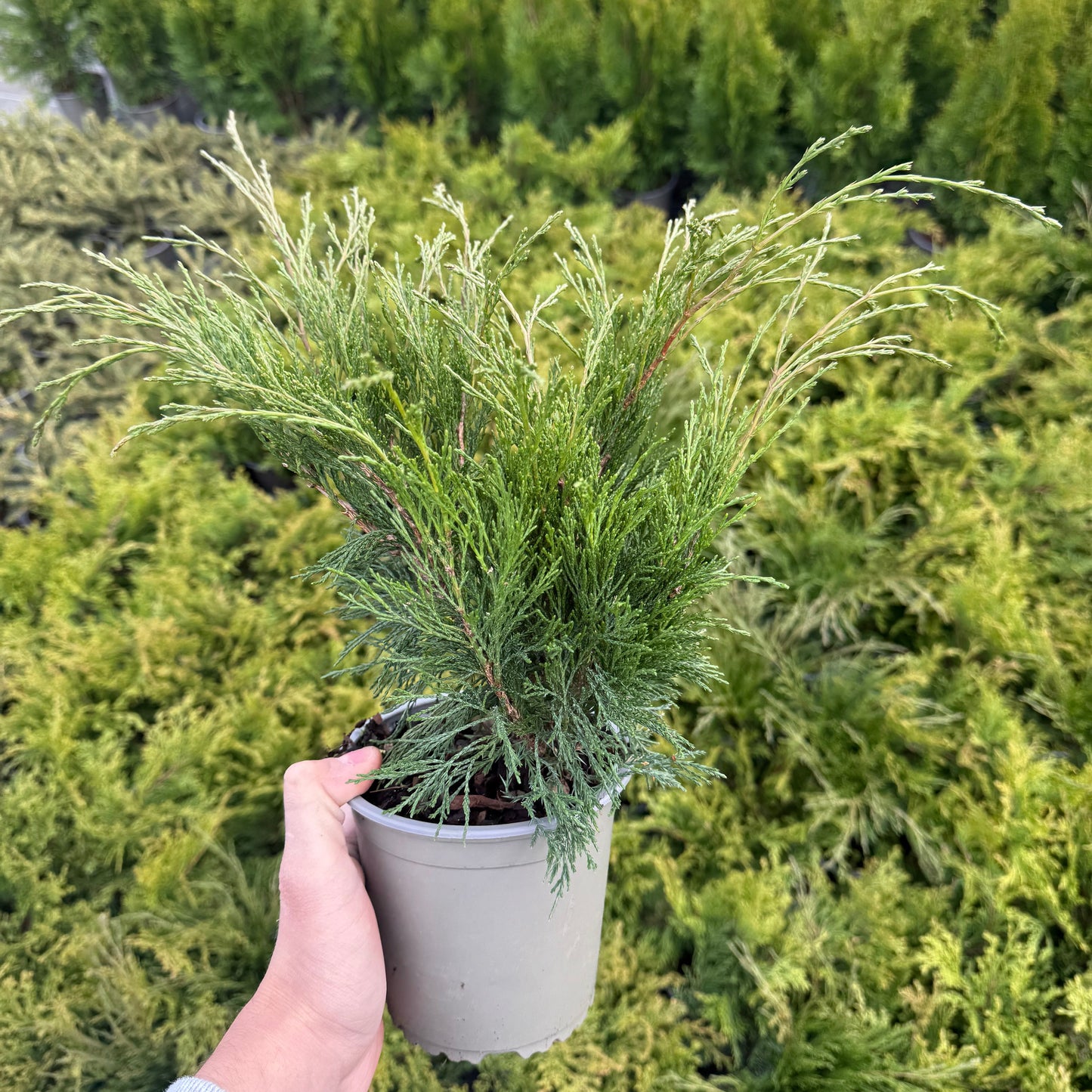 Juniperus Sabina 1,5L
