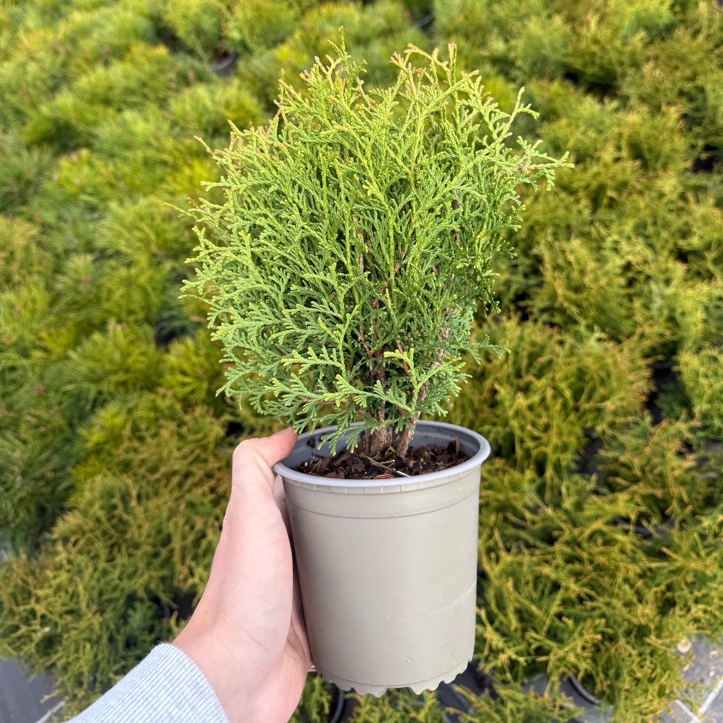 Tuia Occidentalis Tiny Tim 1L