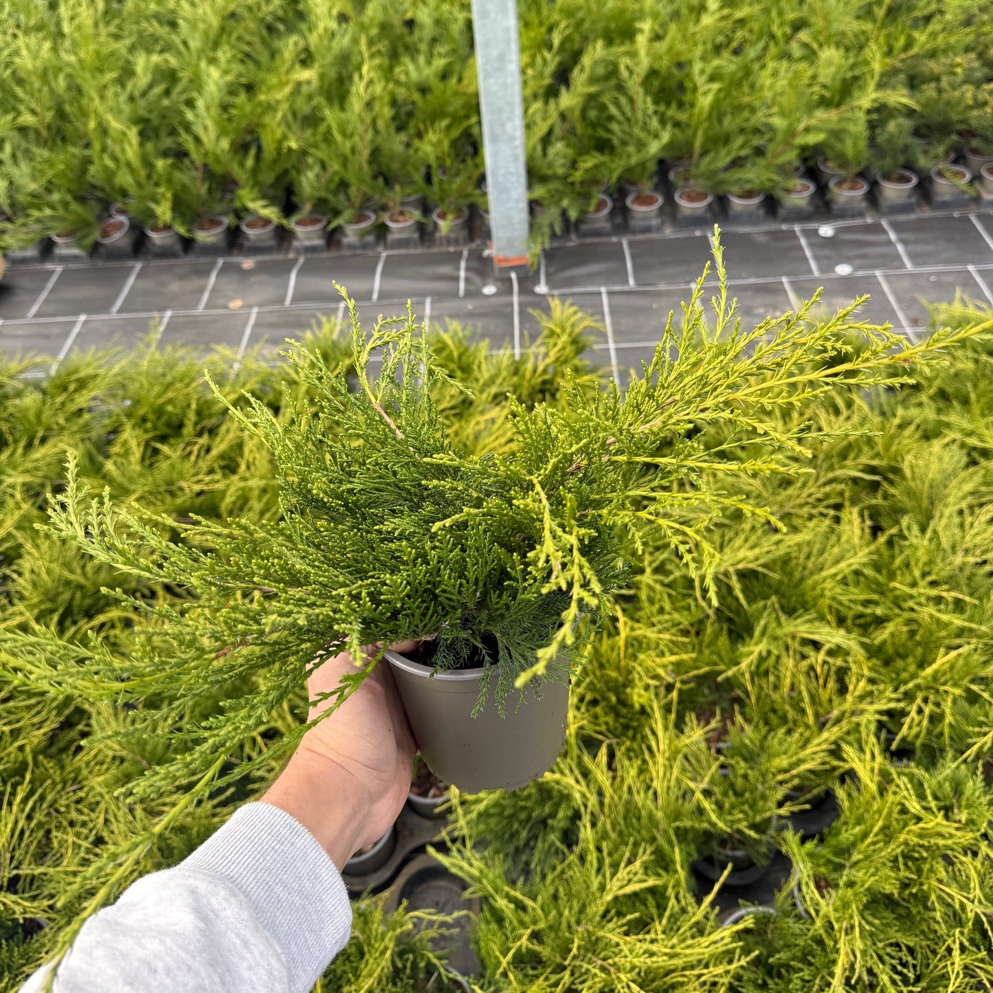 Juniperus Old Gold 1,5L