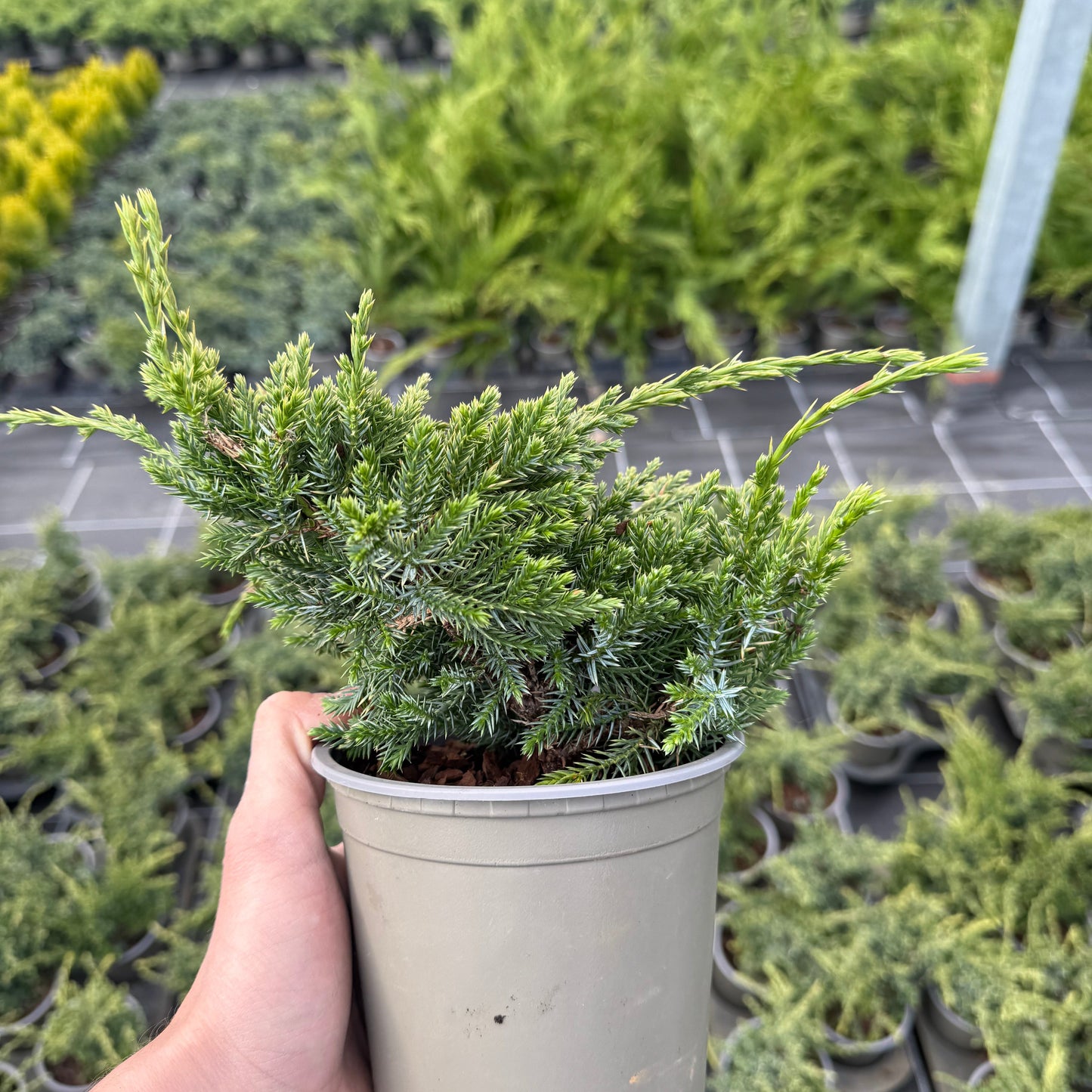 Juniperus Squamata Holger 1,5L