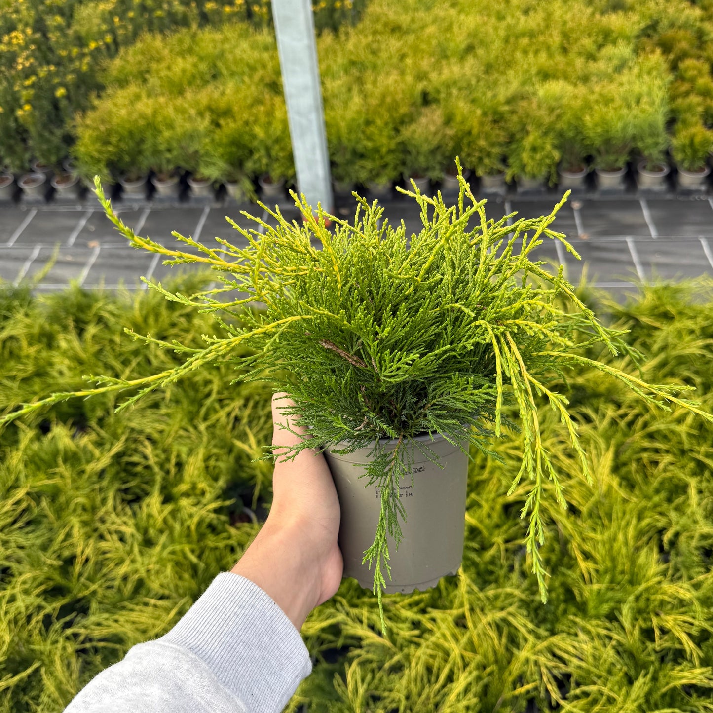 Juniperus Gold Coast 1,5L