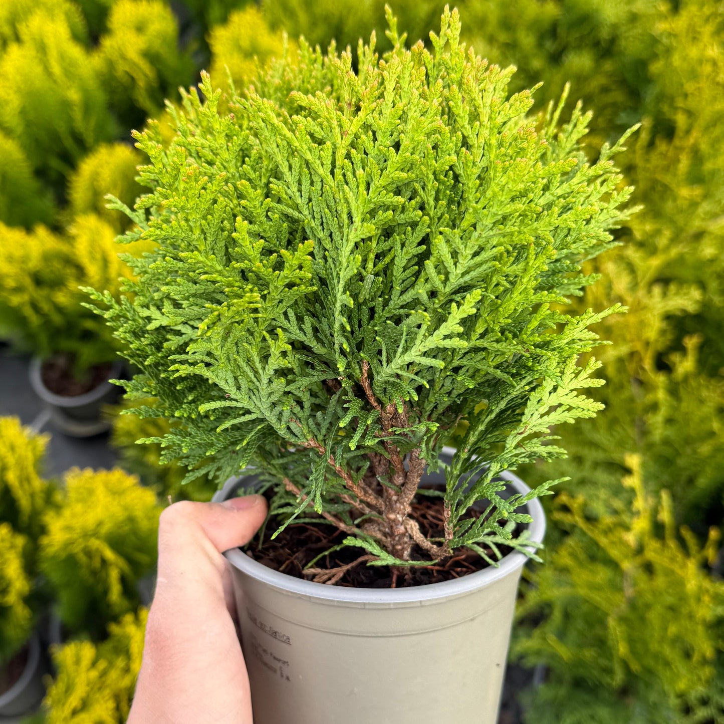 Tuia Occidentalis Danica 1L