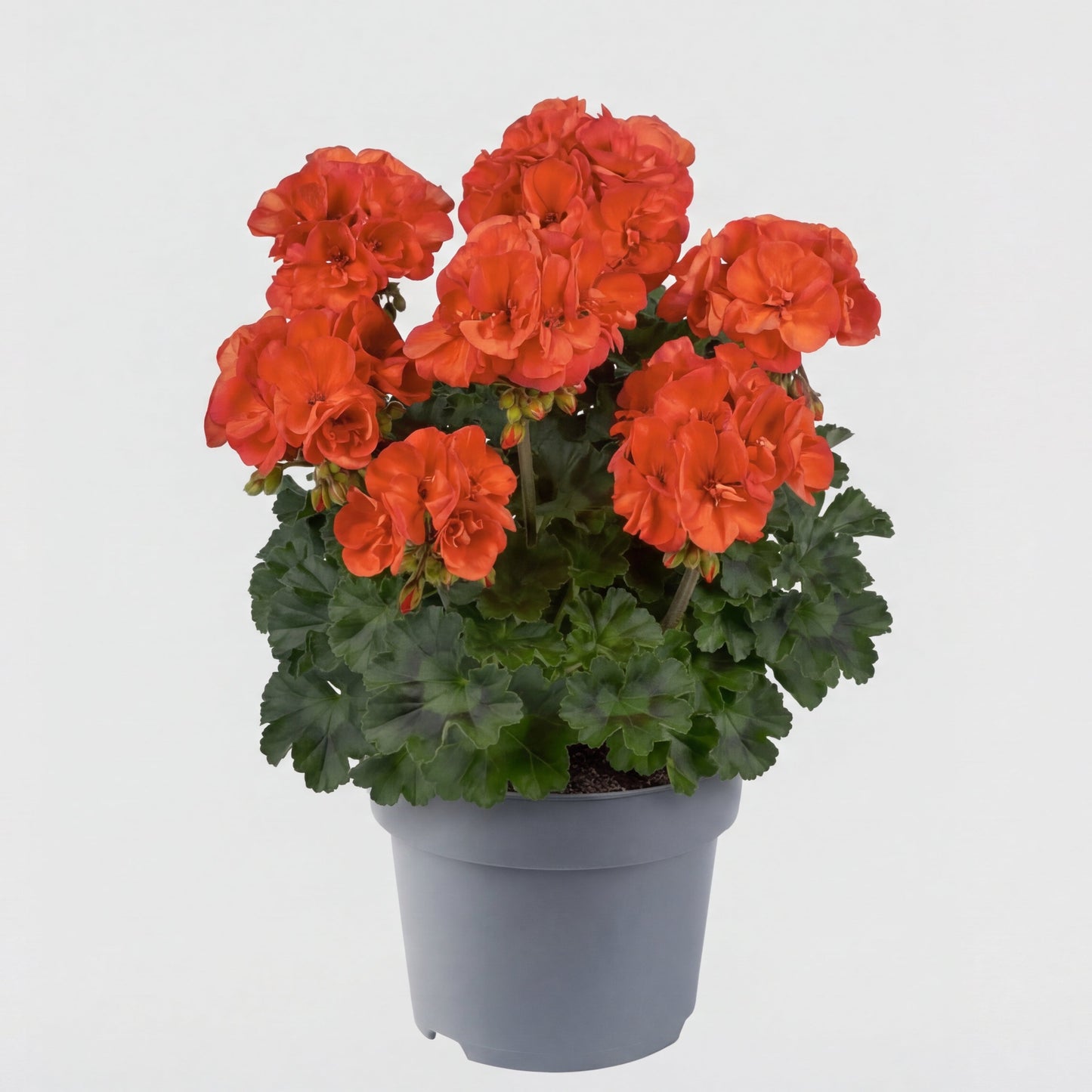 Muscate Sylvia Orange