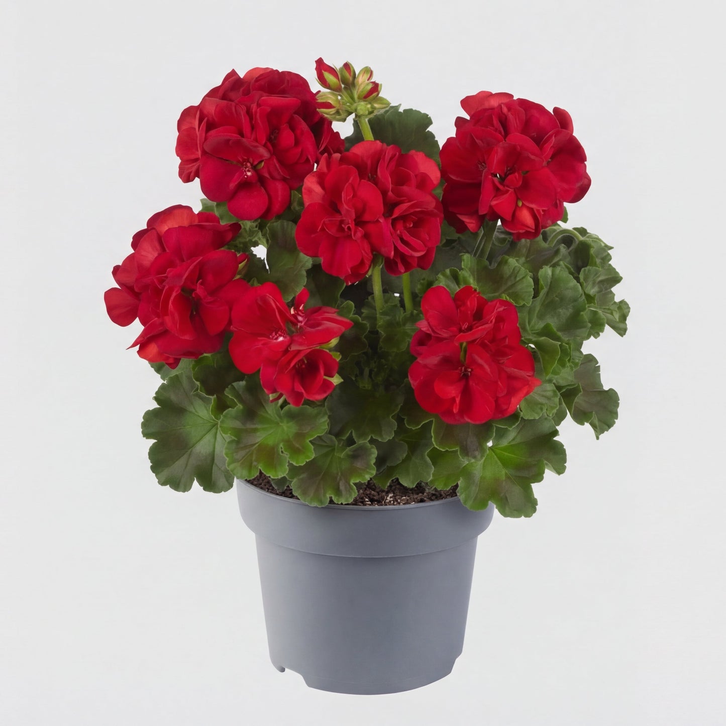 Muscate Sophie Dark Red