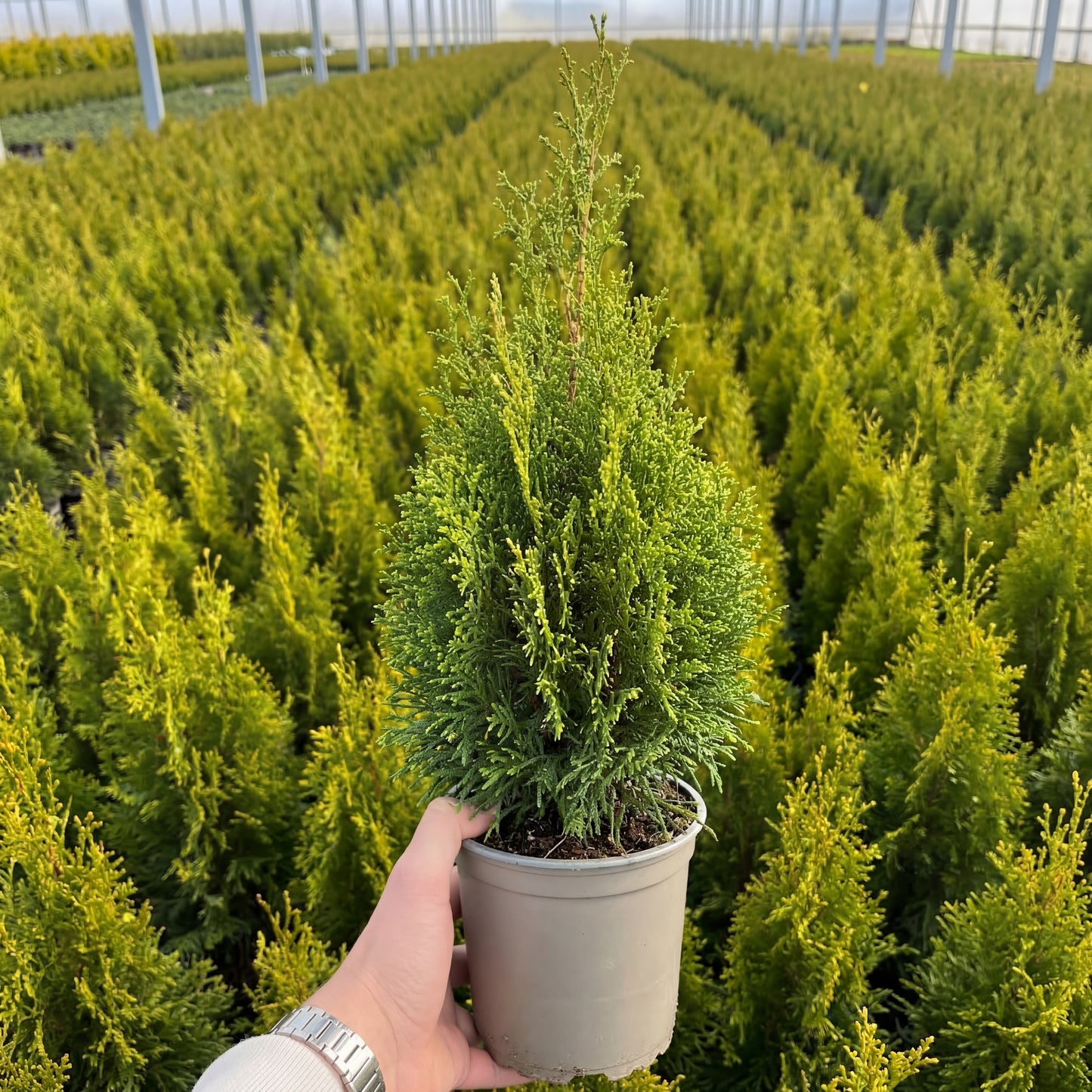 Tuia Occidentalis Smaragd 1,5L