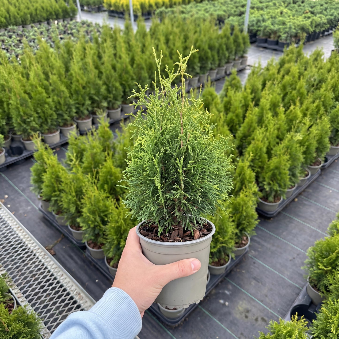 Tuia Occidentalis Holmstrup 1,5L