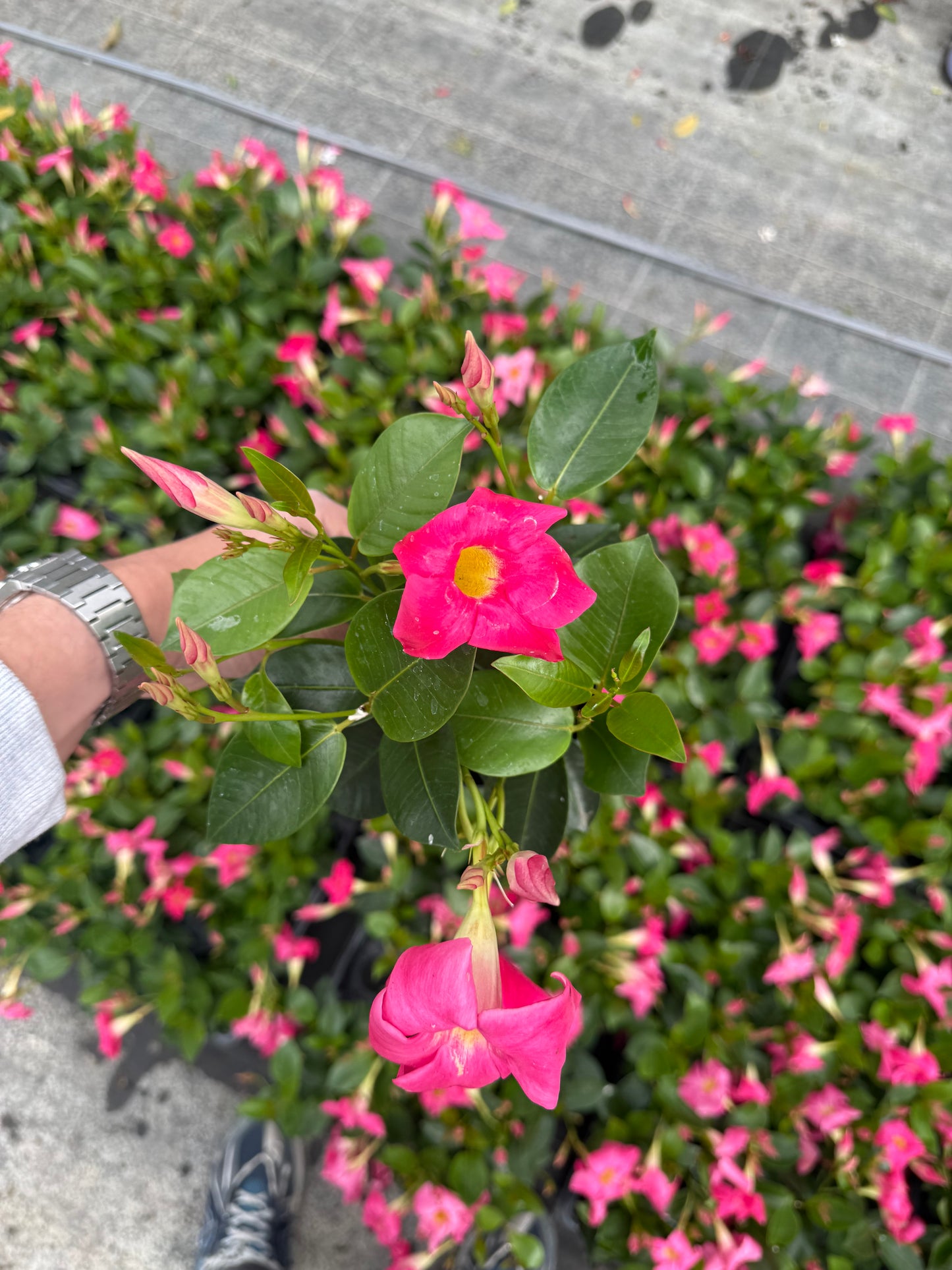 Dipladenia Roz