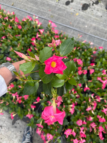 Dipladenia Roz