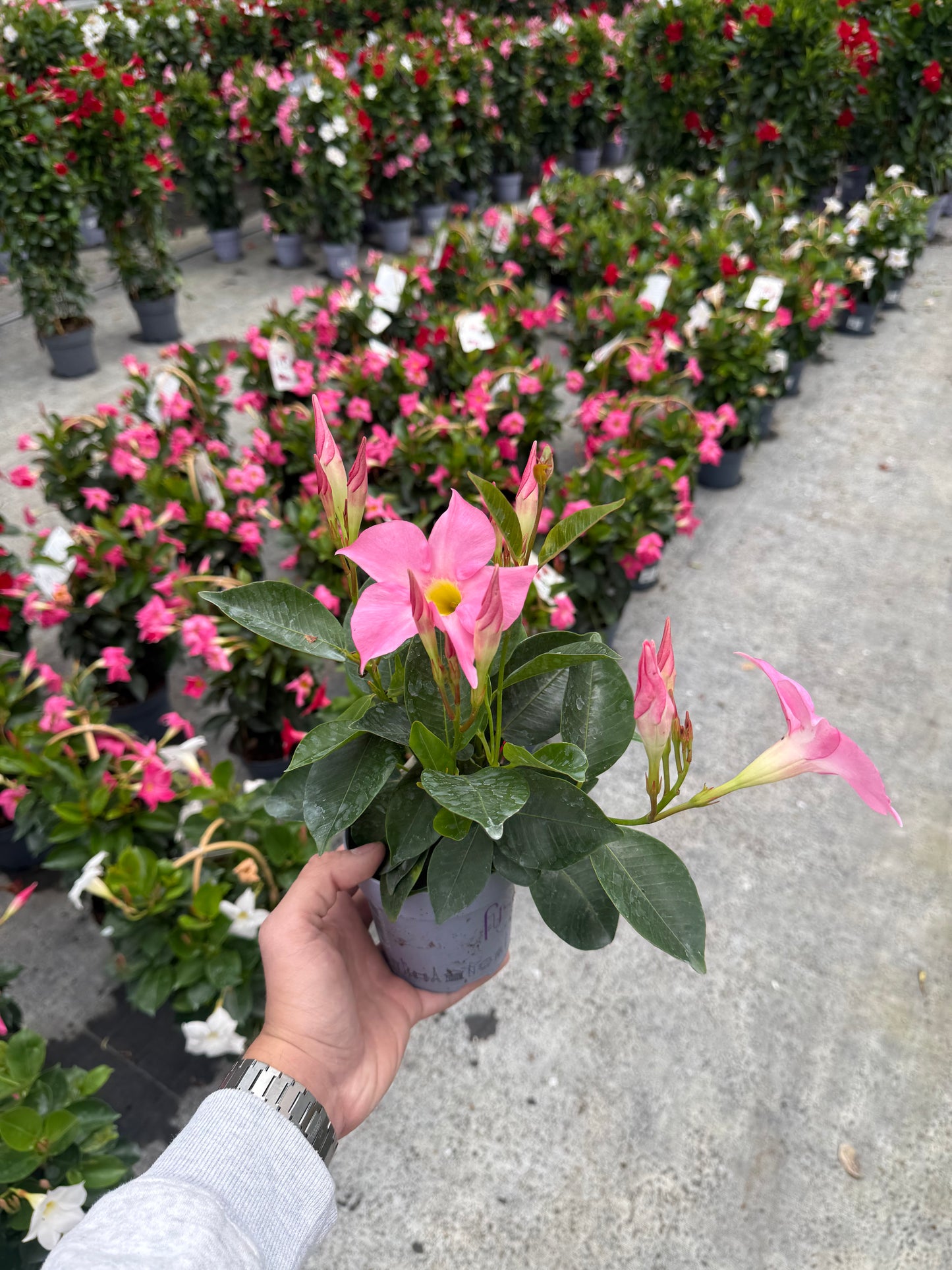 Dipladenia Roz Deschis