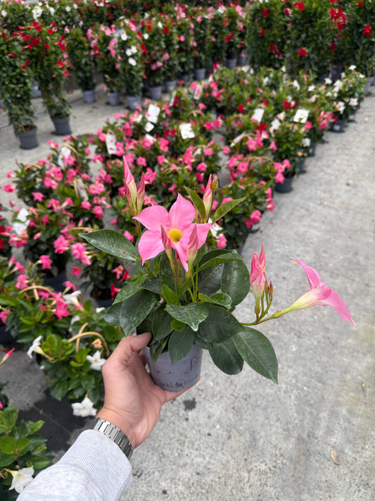 Dipladenia Roz Deschis