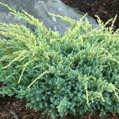 Juniperus Squamata Holger 1,5L