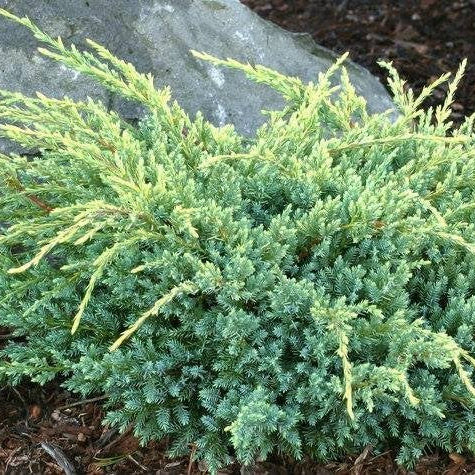 Juniperus Squamata Holger 1,5L