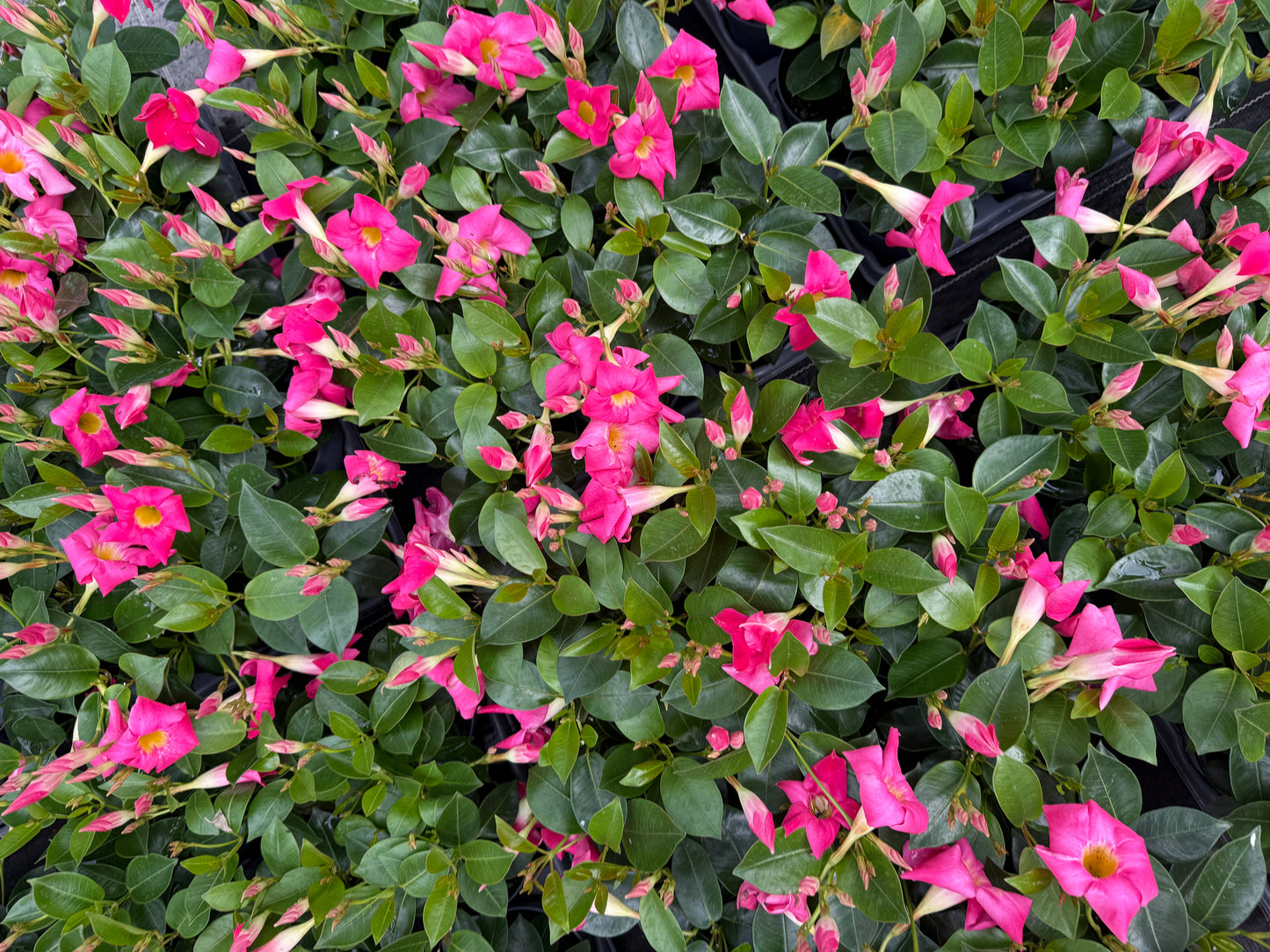 Dipladenia Roz