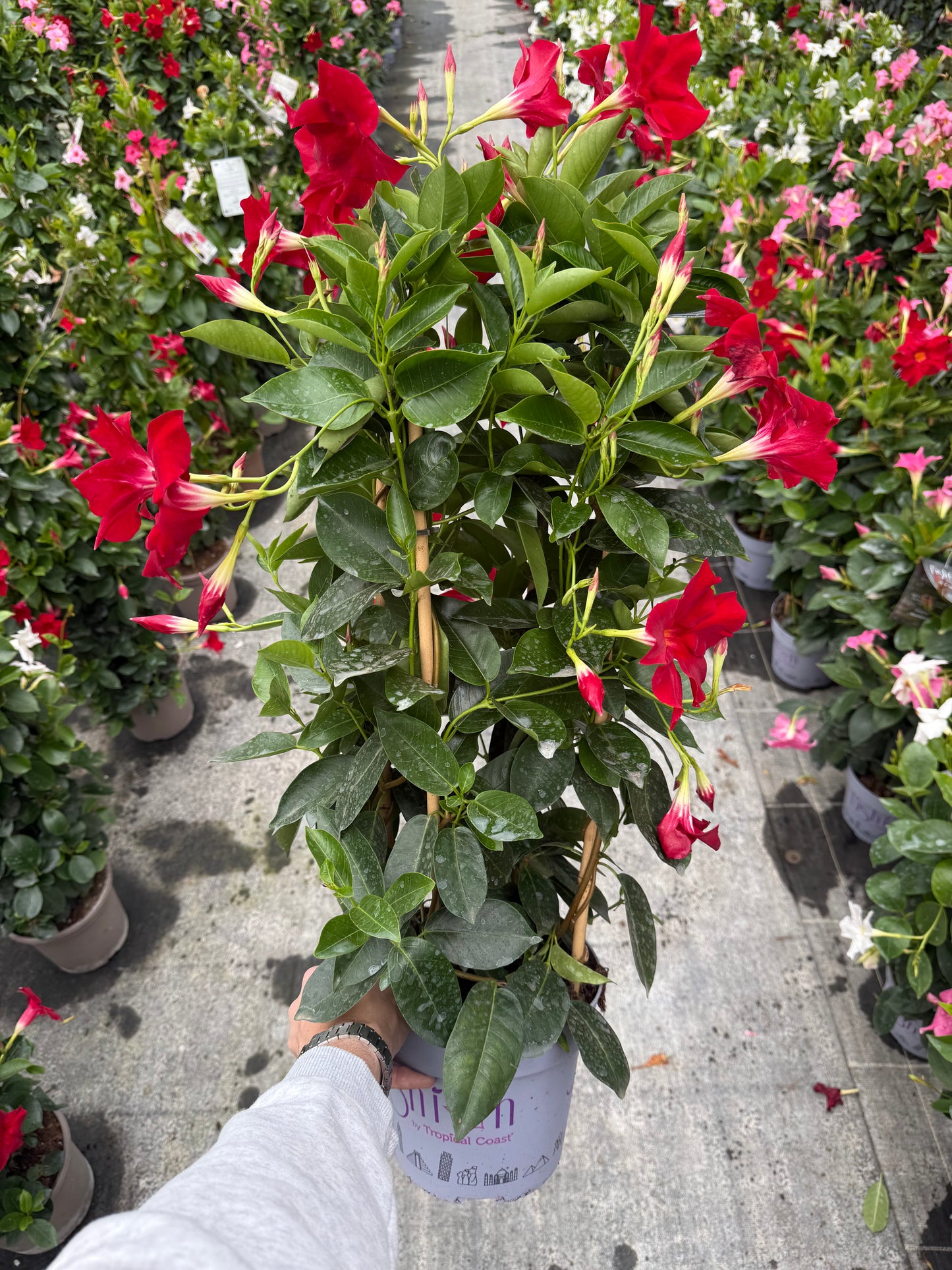 Copac Dipladenia Rosie