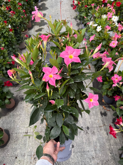 Copac Dipladenia Roz