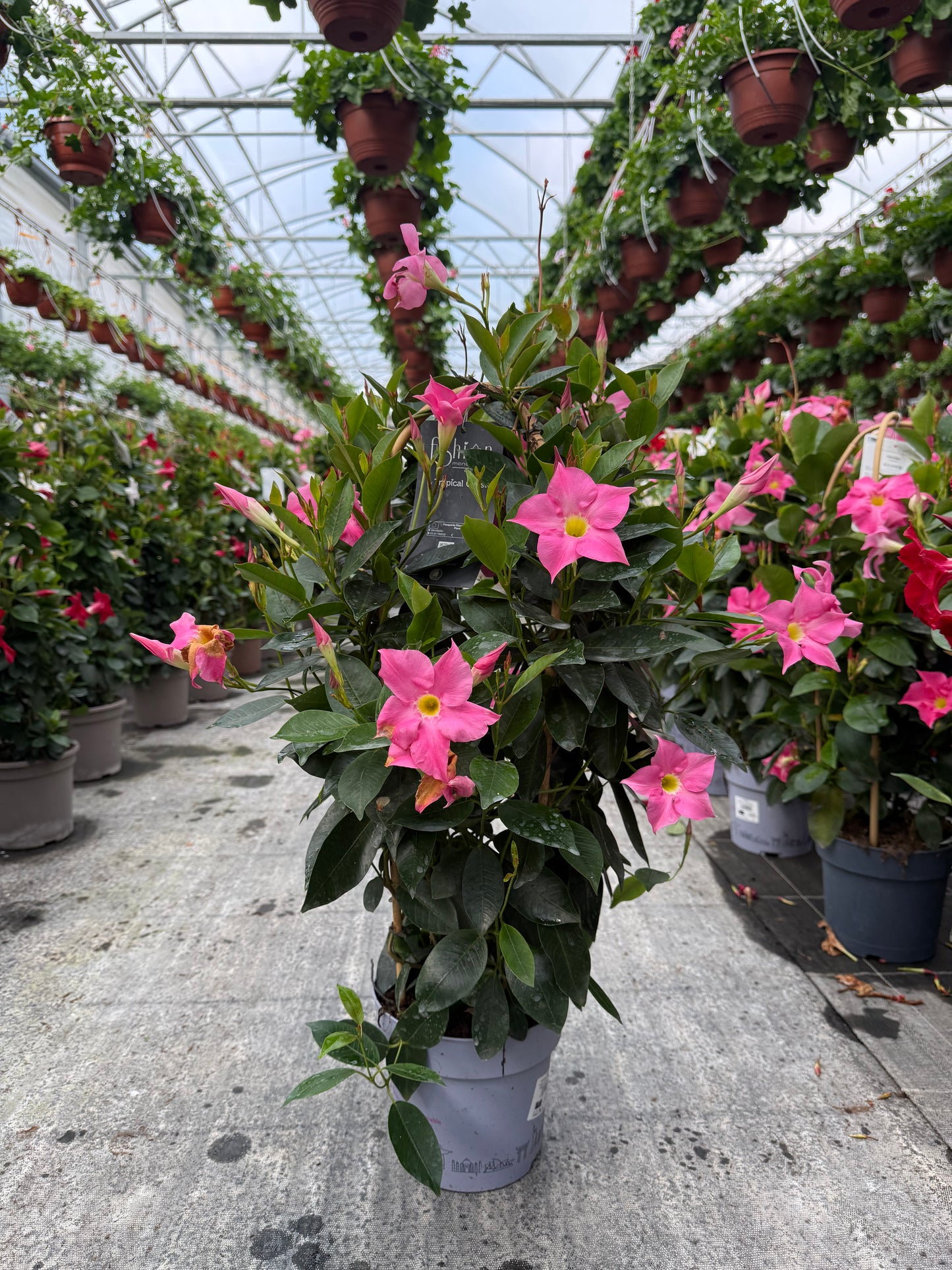 Copac Dipladenia Roz