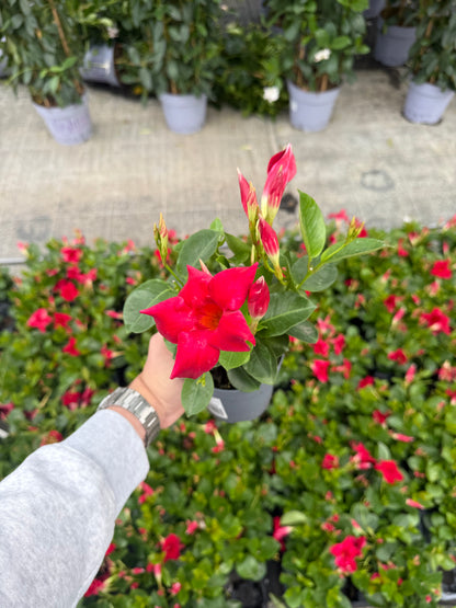 Dipladenia Rosie