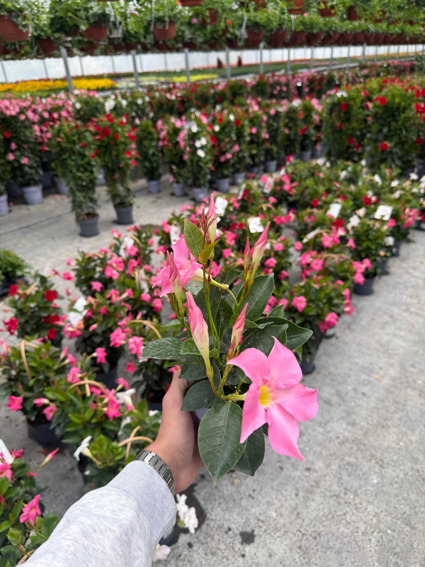 Dipladenia Roz Deschis
