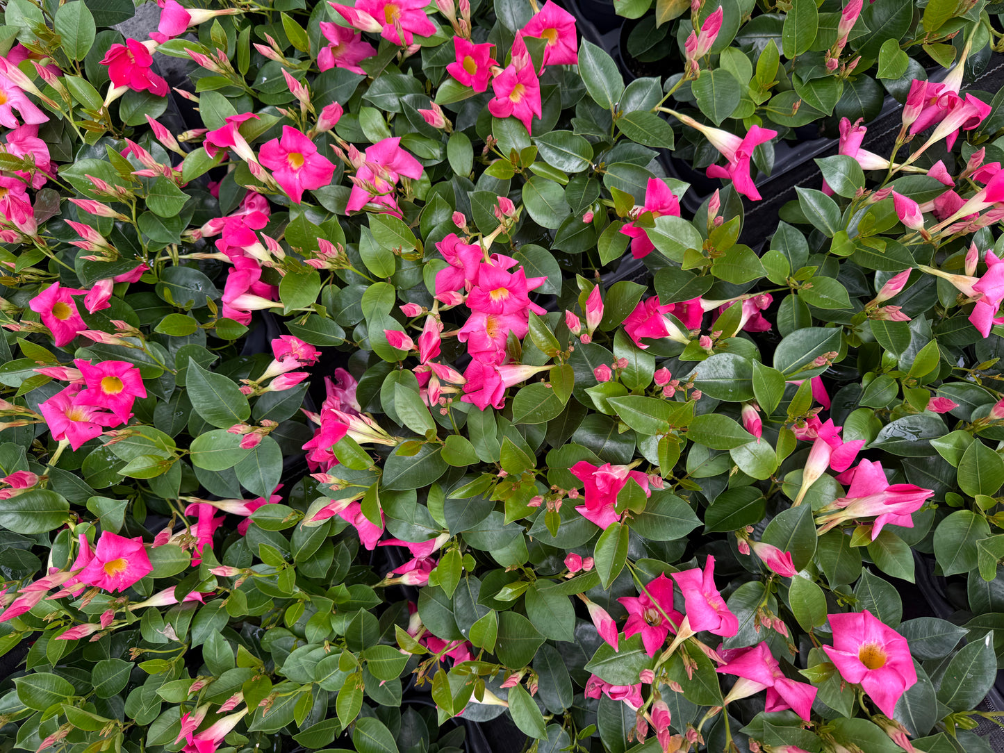 Dipladenia Roz