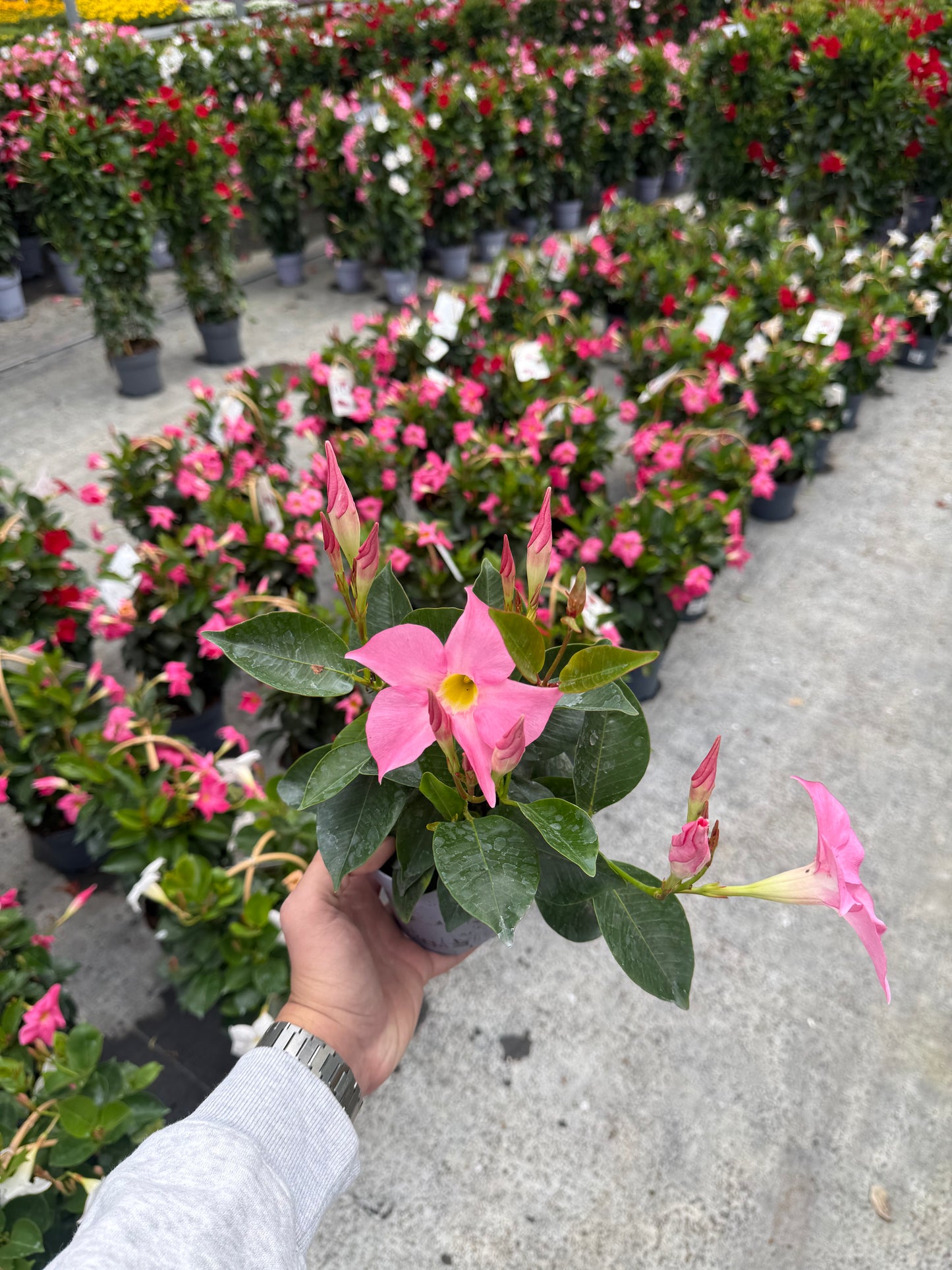 Dipladenia Roz Deschis