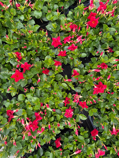 Dipladenia Rosie