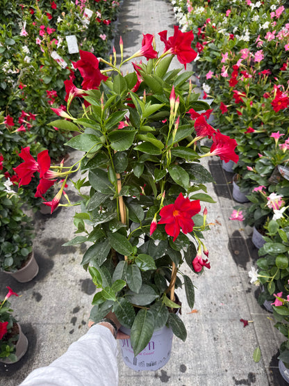 Copac Dipladenia Rosie