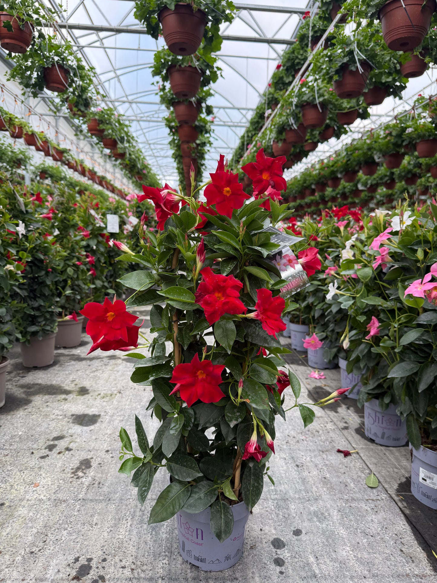 Copac Dipladenia Rosie