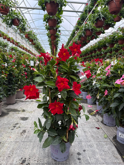 Copac Dipladenia Rosie