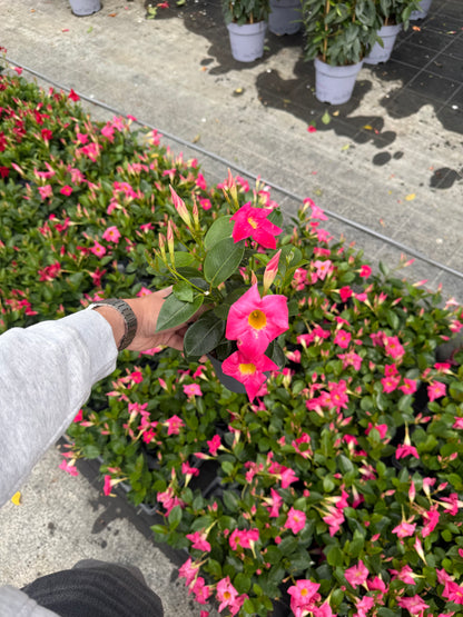 Dipladenia Roz