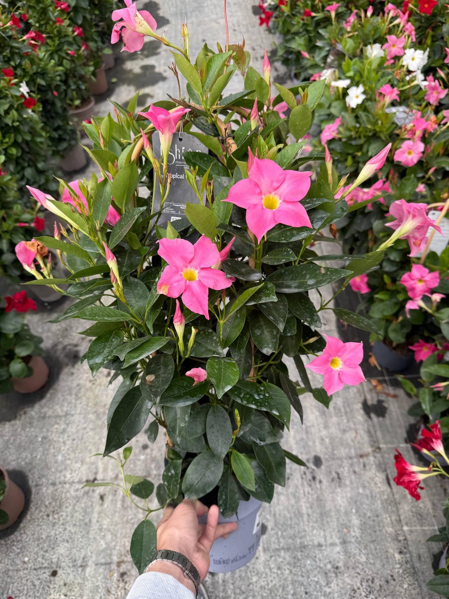 Copac Dipladenia Roz