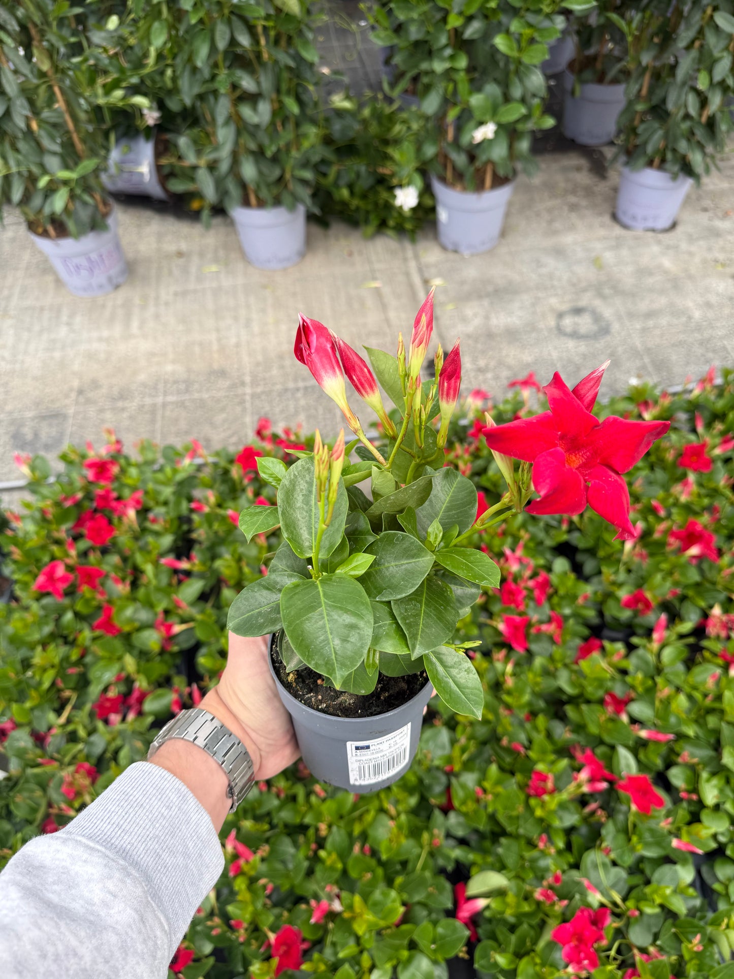 Dipladenia Rosie