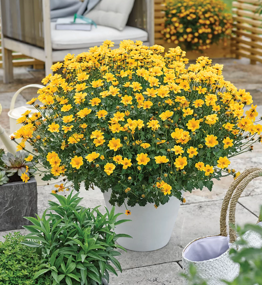 Bidens Golden Empire