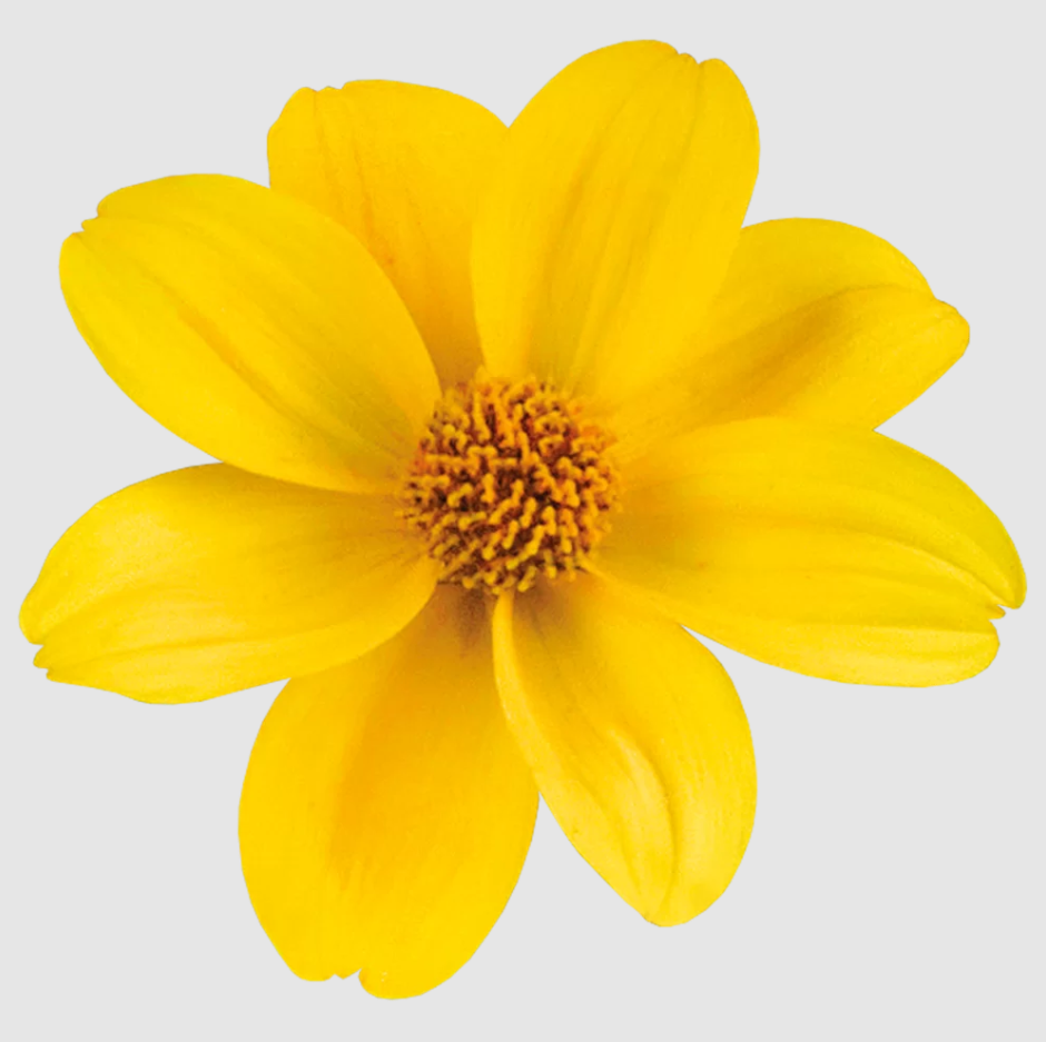 Bidens Sun Eye