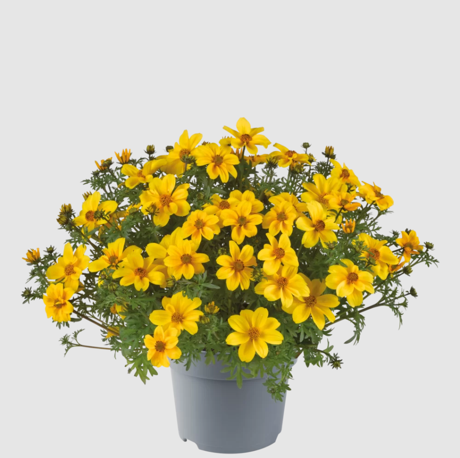 Bidens Sun Eye