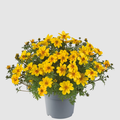 Bidens Sun Eye