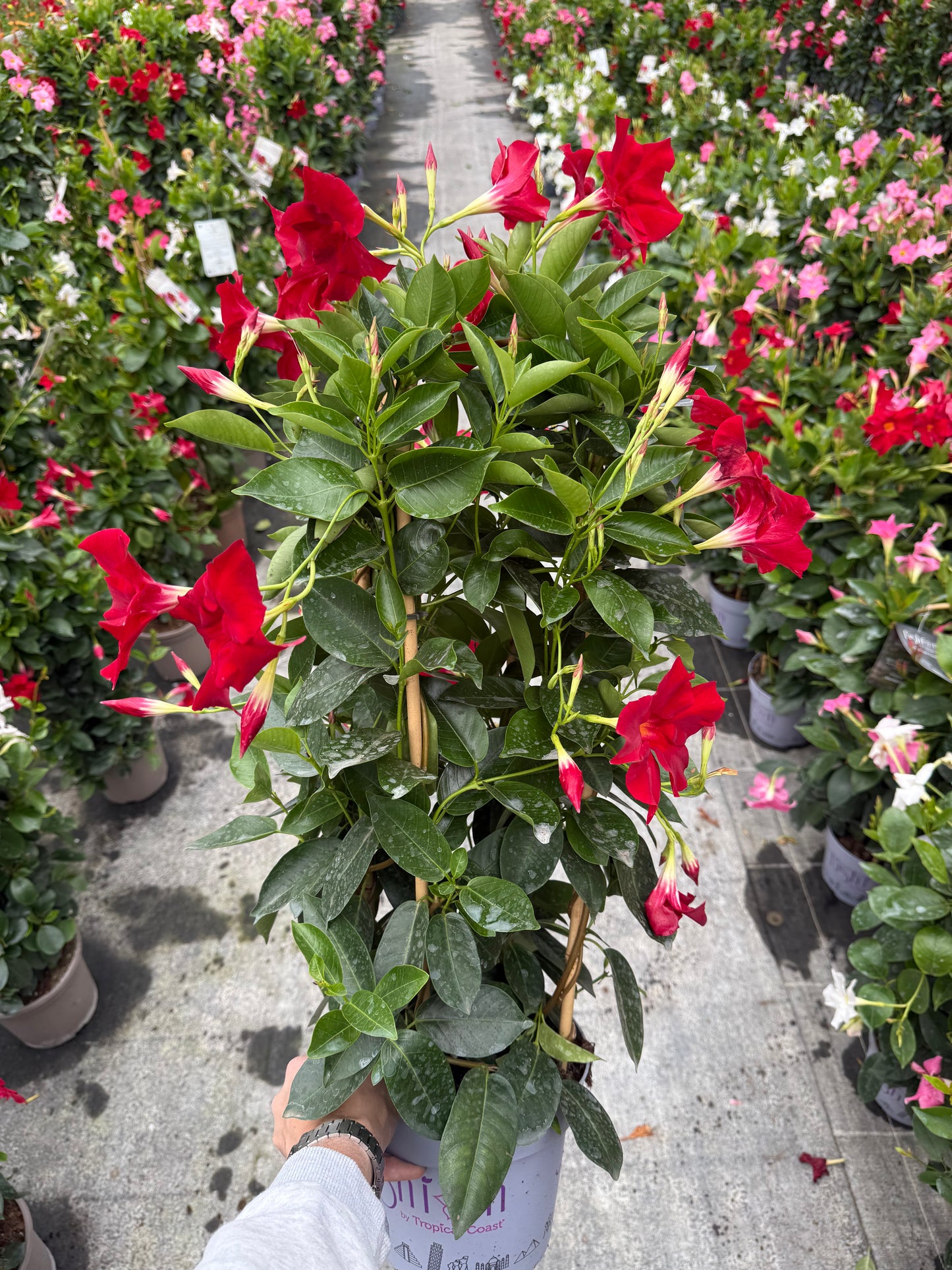 Copac Dipladenia Rosie