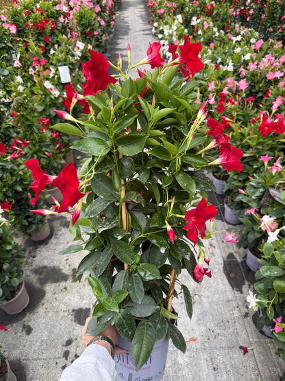 Copac Dipladenia Rosie