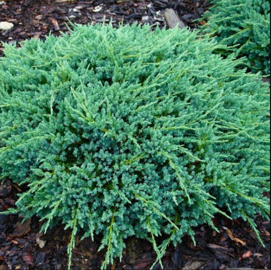 Juniperus Squamata Blue Carpet 1,5L