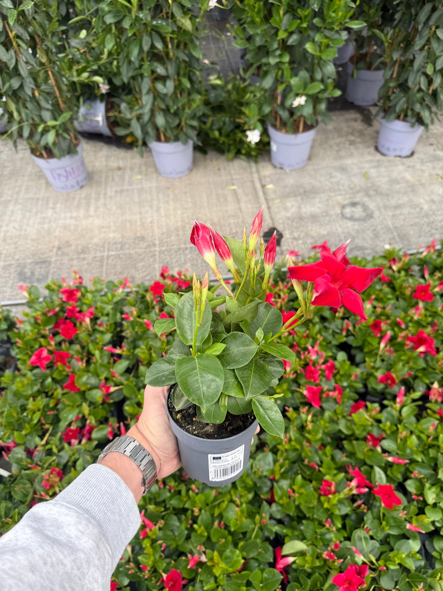 Dipladenia Rosie